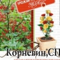 Укоренение саженцев Корневин  5г (МА)